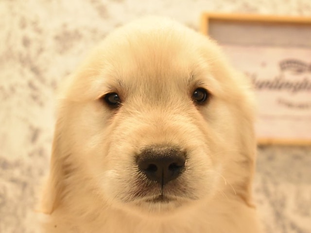 東京都のゴールデンレトリバー (ペッツワン町田多摩境店/2024年2月24日生まれ/男の子/ゴールデン)の子犬